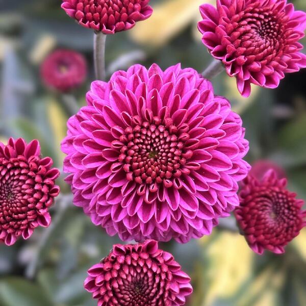 Fucsia Intensa