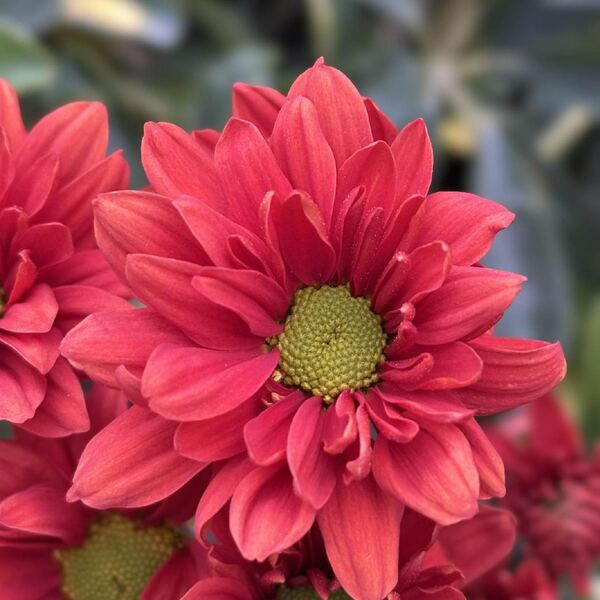 Coral Rojo