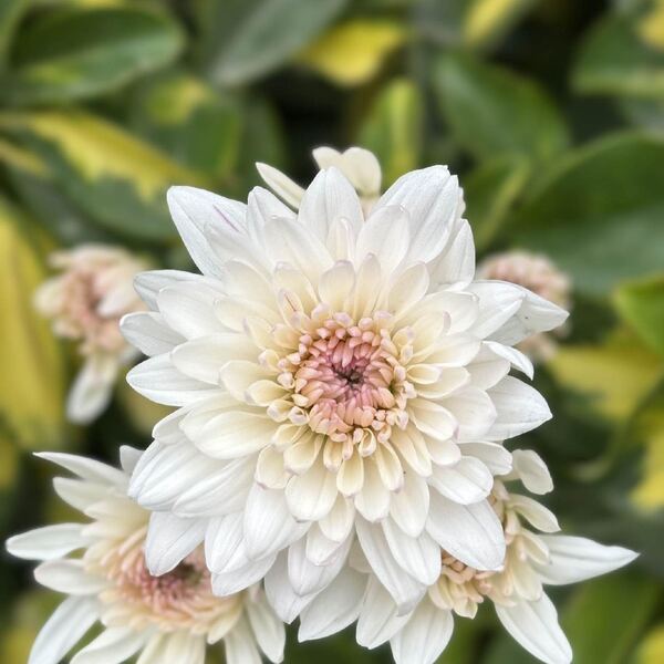 Blanco Rosado