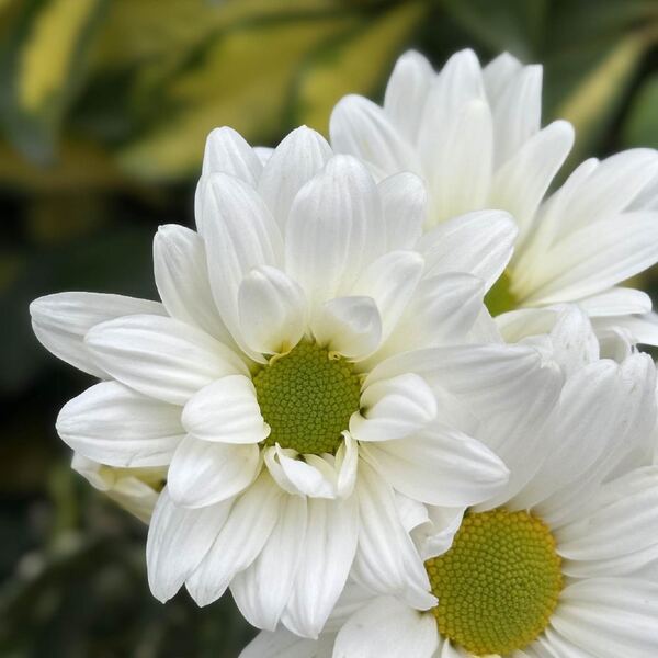 Margarita Blanca