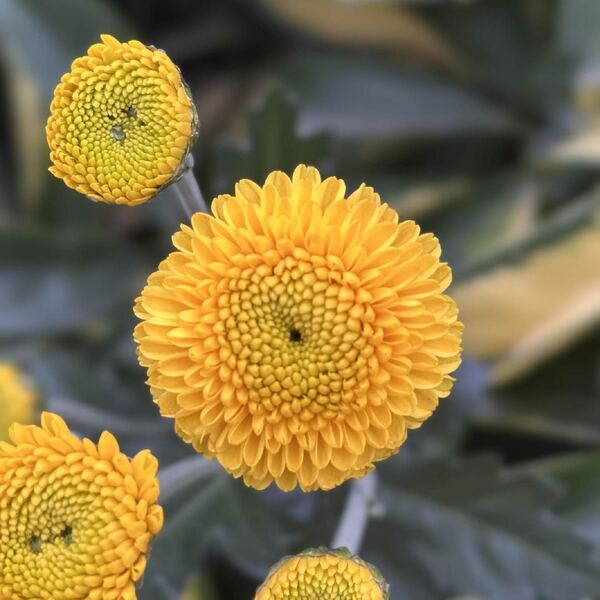 Amarillo Sol