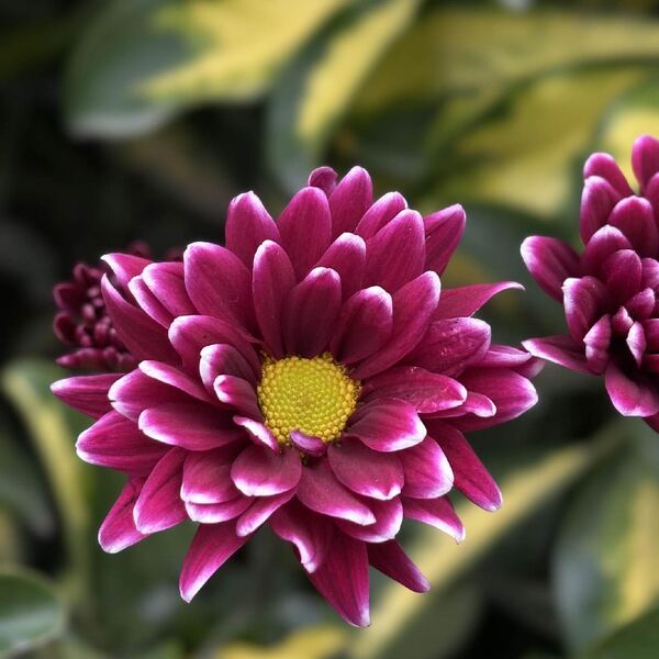 Malva Brillante