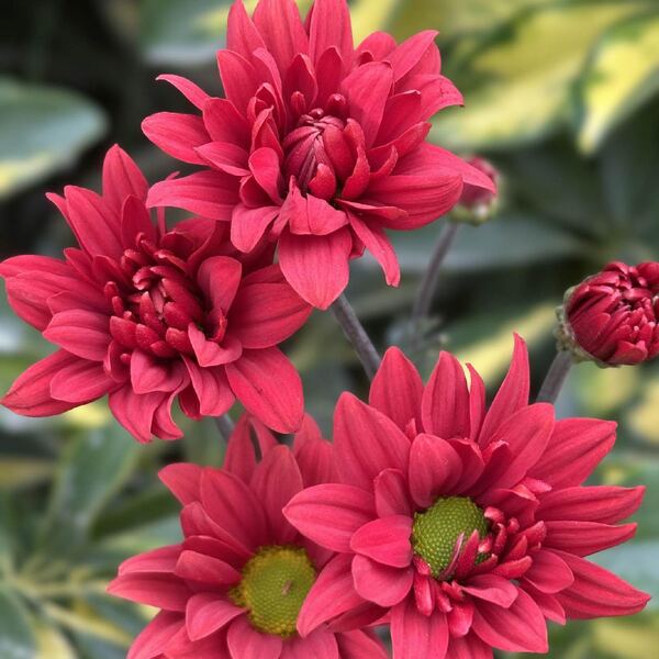 Rojo Intenso