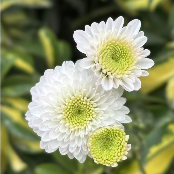 Bola Blanca Verde