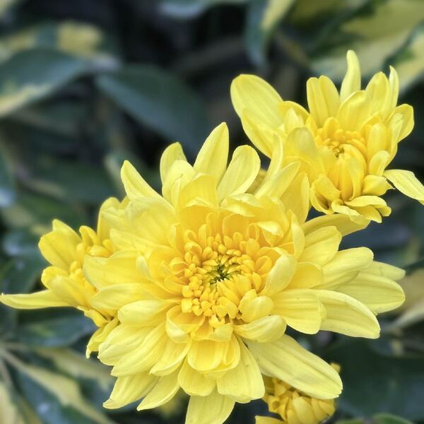 Amarillo Clásico